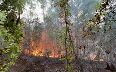 Cháy lớn rừng tràm ở Giang Thành, Kiên Giang