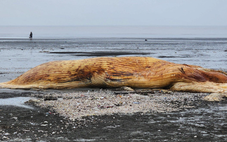 Xác cá voi 3 tấn dạt vào bờ biển