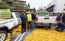 Tây Ban Nha vứt 400.000 tấn chanh vì ế ẩm