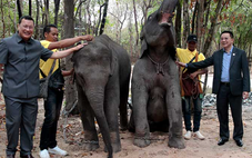 Lào tặng quốc vương Campuchia một đôi voi