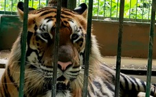 Tương lai nào cho 7 con hổ hoang dã nuôi ở Phong Nha - Kẻ Bàng?