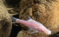 Phát hiện loài cá mù trong sông ngầm, chỉ có hơn 20 con