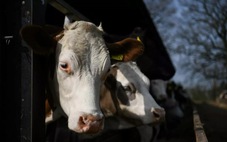 Quốc hội Anh thông qua dự luật cấm xuất khẩu gia súc sống