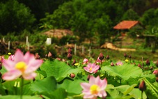 Cánh đồng sen khổng lồ mọc trên núi ở Quảng Nam nở hoa