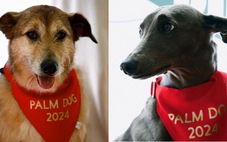 Những chú chó xuất sắc nhất Liên hoan phim Cannes
