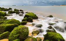 Quảng Trị nghiên cứu bán tín chỉ carbon từ thảm cỏ biển