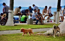 Xử lý 'nạn' chó thả rông tại Nha Trang: Nơi làm được, nơi không