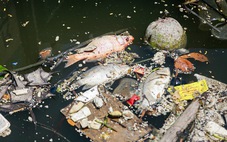 Sau vài cơn mưa đầu mùa, cá và rác lại nổi trên kênh Nhiêu Lộc - Thị Nghè