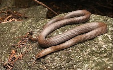 Tìm thấy loài rắn mới có răng nanh hình lưỡi dao, leo vách đá dựng đứng ở Thái Lan