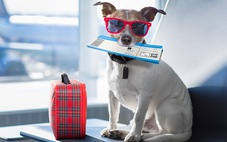 Chó trị liệu giúp khách đỡ căng thẳng khi chờ ở sân bay