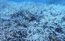 San hô Côn Đảo bị tẩy trắng: Kiến nghị giảm khai thác thủy sản, dịch vụ lặn