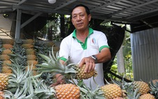 Mô hình 3 tầng khóm - cau - dừa giúp nông dân Kiên Giang ‘sống khoẻ’