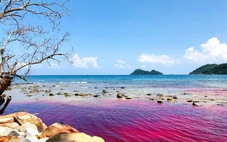 Xã Thổ Châu lần đầu tiên xuất hiện thủy triều đỏ