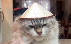 Đội nón lá mini mua từ chợ Đồng Xuân, chú mèo Philippines khiến người xem 'lùng sục' chiếc nón
