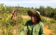 Nông dân mất trắng hàng trăm triệu đồng sau 2 năm trồng quế thay thế cây tràm