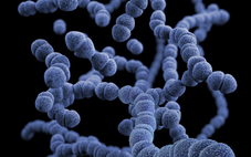 Số ca nhiễm 'vi khuẩn ăn thịt người' ở Nhật Bản tăng đột biến