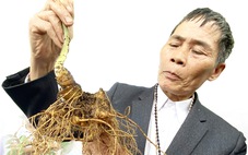Sớm đưa sâm Việt thành ngành hàng tỉ USD