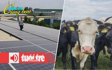 Điểm tin 18h: Sẽ có giá mua điện mặt trời dư thừa; Đan Mạch đánh thuế phân bò, cừu, heo