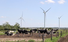Đan Mạch thông báo áp thuế CO2 đối với ngành chăn nuôi từ năm 2030