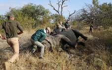 Nam Phi thử nghiệm công nghệ hạt nhân ngăn chặn nạn săn trộm tê giác