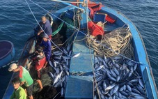Xuất khẩu cá ngừ bứt phá nhưng cá tra, mực, bạch tuộc lại tuột nhẹ
