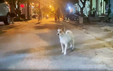 Sở thích nuôi chó làm khổ cả xóm: Tổ dân phố cần có vai trò giúp người dân báo tin