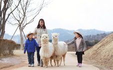 Thế giới lạc đà ít người biết tại Alpaca World Hàn Quốc