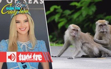 Điểm tin 18h: Hoa hậu Thế giới 2024 đến Việt Nam; Xuất khẩu khỉ đuôi dài