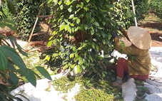 Doanh nghiệp Việt nghi container hồ tiêu, cà phê xuất khẩu bị ‘rút ruột’ tại cảng