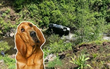 Chú chó chạy hơn 6km giữa đường rừng núi, cứu chủ thoát chết trong tai nạn