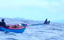 Cá voi nổi lên ngay trước thuyền câu của ngư dân Bình Định