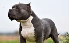 Ireland cấm nuôi chó bully XL sau vụ tấn công chết người