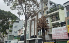 Truy tìm nguyên nhân khiến hai cây xanh trên đường Trần Phú bị khô lá