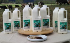 Công ty của Australia sản xuất ‘sữa sinh thái’ từ bò ăn rong biển