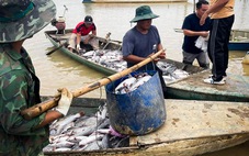 Nguyên nhân nào khiến cá chết hàng loạt trên hồ thủy điện Ialy?