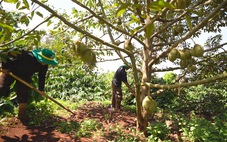 Nông dân Đắk Lắk làm giàu nhờ giải pháp trồng sầu riêng bền vững