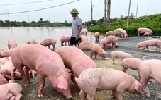 Người dân tập trung giải cứu hàng nghìn con heo, cây cảnh tiền tỉ bị lũ nhấn chìm