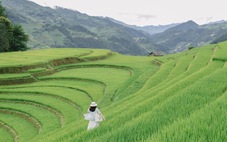 Hoàng Su Phì, Mù Cang Chải sẵn sàng đón du khách săn mùa vàng