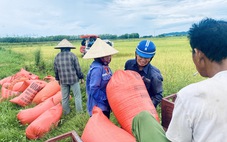 Nông dân tất bật gặt lúa 'chạy' bão số 3