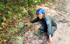 Phát hiện con trăn gấm ‘khủng’ dài 4m, nặng 100kg