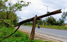 Cây xanh tiếp tục chết khô, trụi lá trên đường 500 tỉ ở Đà Nẵng