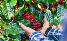 Buôn Ma Thuột hướng đến doanh thu 2 tỉ đô la Mỹ mỗi năm từ du lịch cà phê