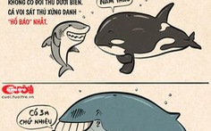 Infographic: Cá voi, gia tộc của những kỷ lục