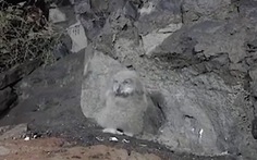 Cú mèo ngụy trang tuyệt đỉnh bên tảng đá