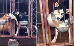 Chó Gâu Đần bị Husky tịch thu khay đồ ăn vì hổ báo