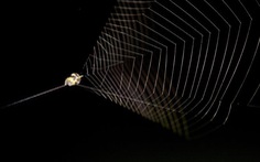 Coi chừng mất mạng vì nhện cắn mang nhiều vi khuẩn kháng thuốc