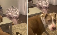 Chú chó hối lỗi khi lỡ làm đổ cây thông Noel