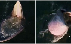 Cá voi đặt bẫy kiếm ăn phiên bản 'há miệng chờ sung'