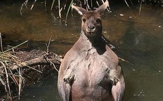 Kangaroo thân hình vạm vỡ khiến các Gymer ghen tị