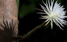 Sửng sốt loài xương rồng Amazon nở hoa lần đầu tiên tại nước Anh